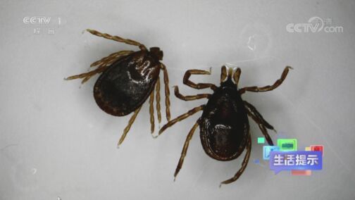 生活提示 20200812 虫咬伤真的会致命吗？