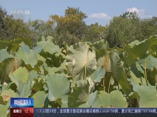 新闻30分 20200816 今天视频