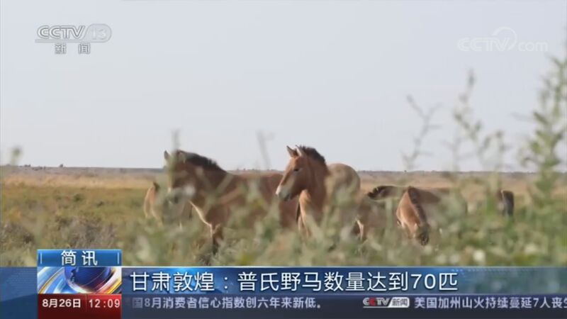 新闻30分 20200826 今天视频